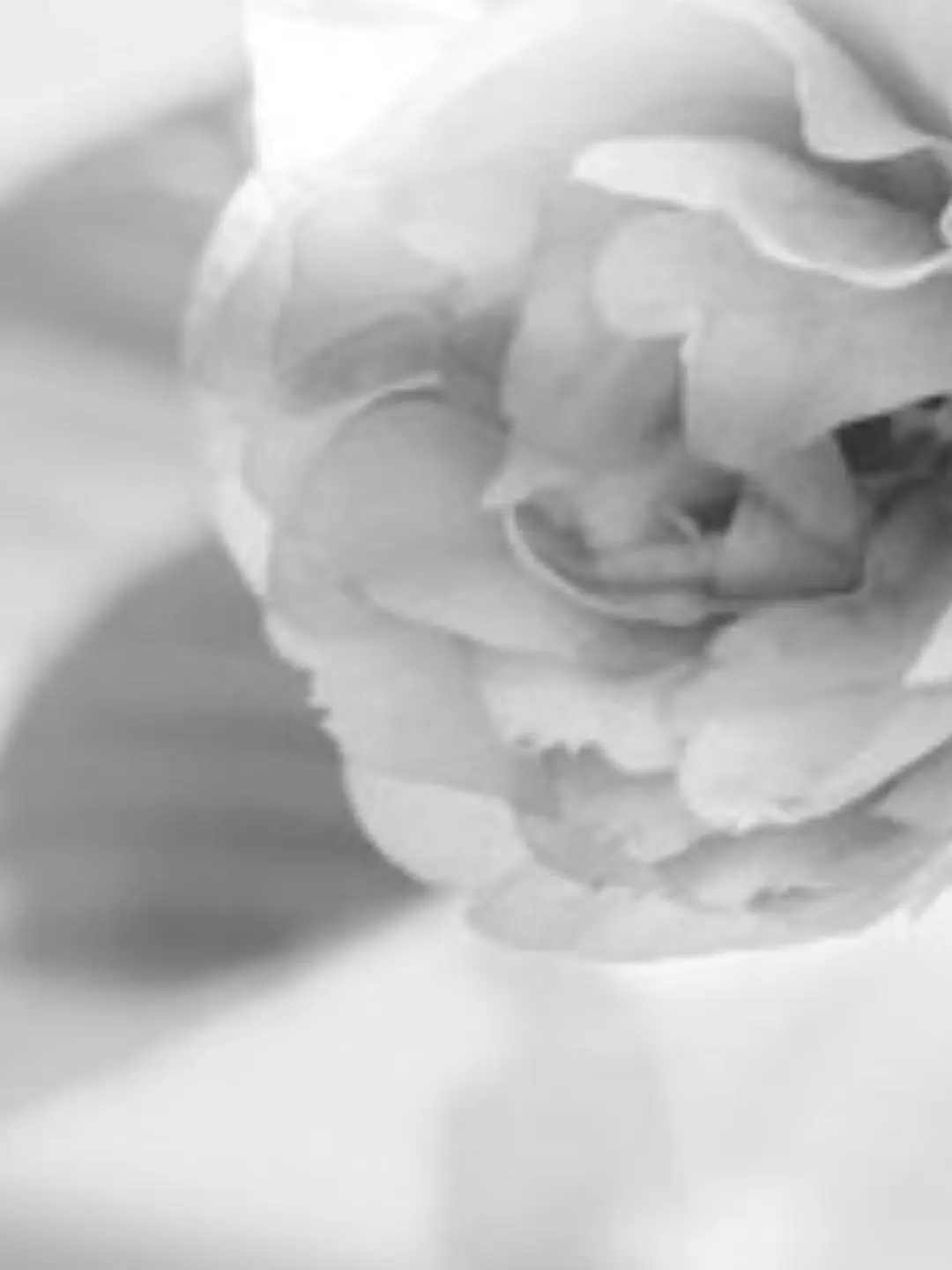 RizeRizeRizeRizeRizeRize의 스텔라이브: 꽃을 너무 좋아하는 친구