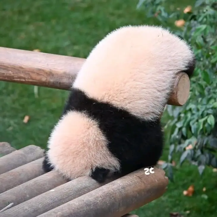 LinearPump1270의 幼児化したスンリを育てて