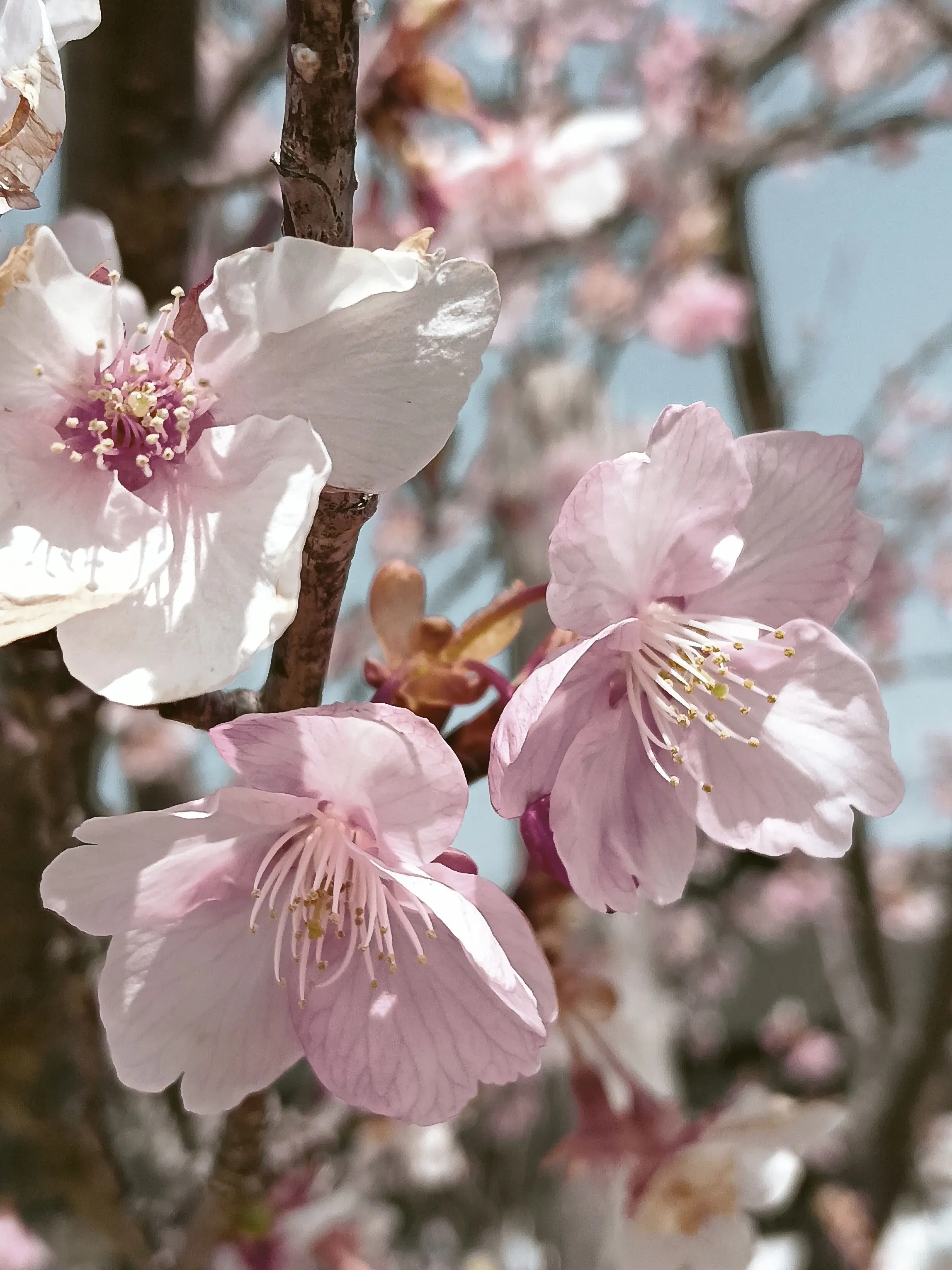 MutedLife0171의 貴方が居なくなった時