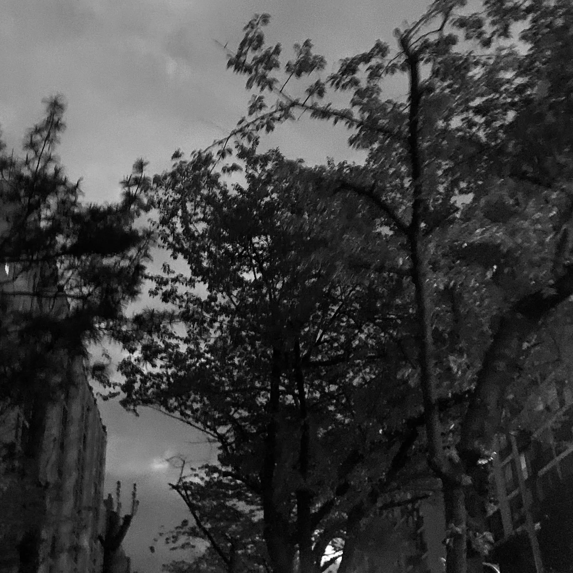 Blackrose0000의 일기장 : 비극과 희극