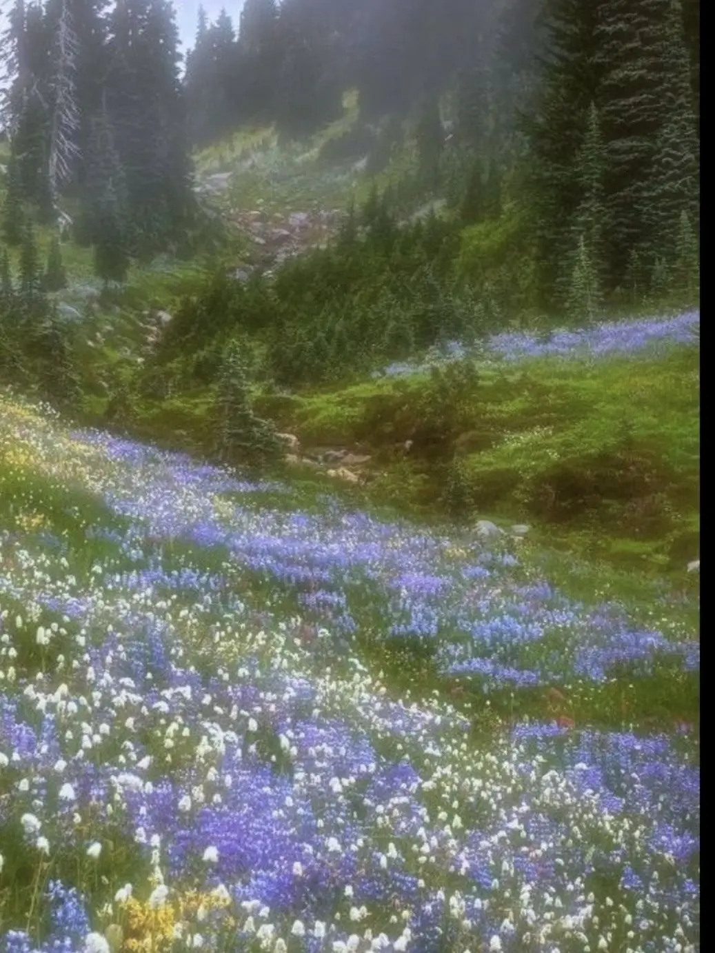 copying123의 저기 , 꽃은 있잖아 ,