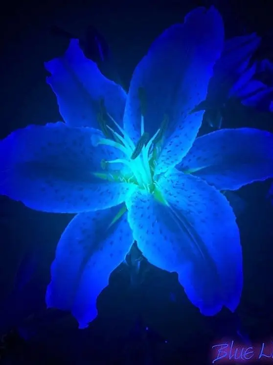 CosmicPearl6404의 Alexander Calcony