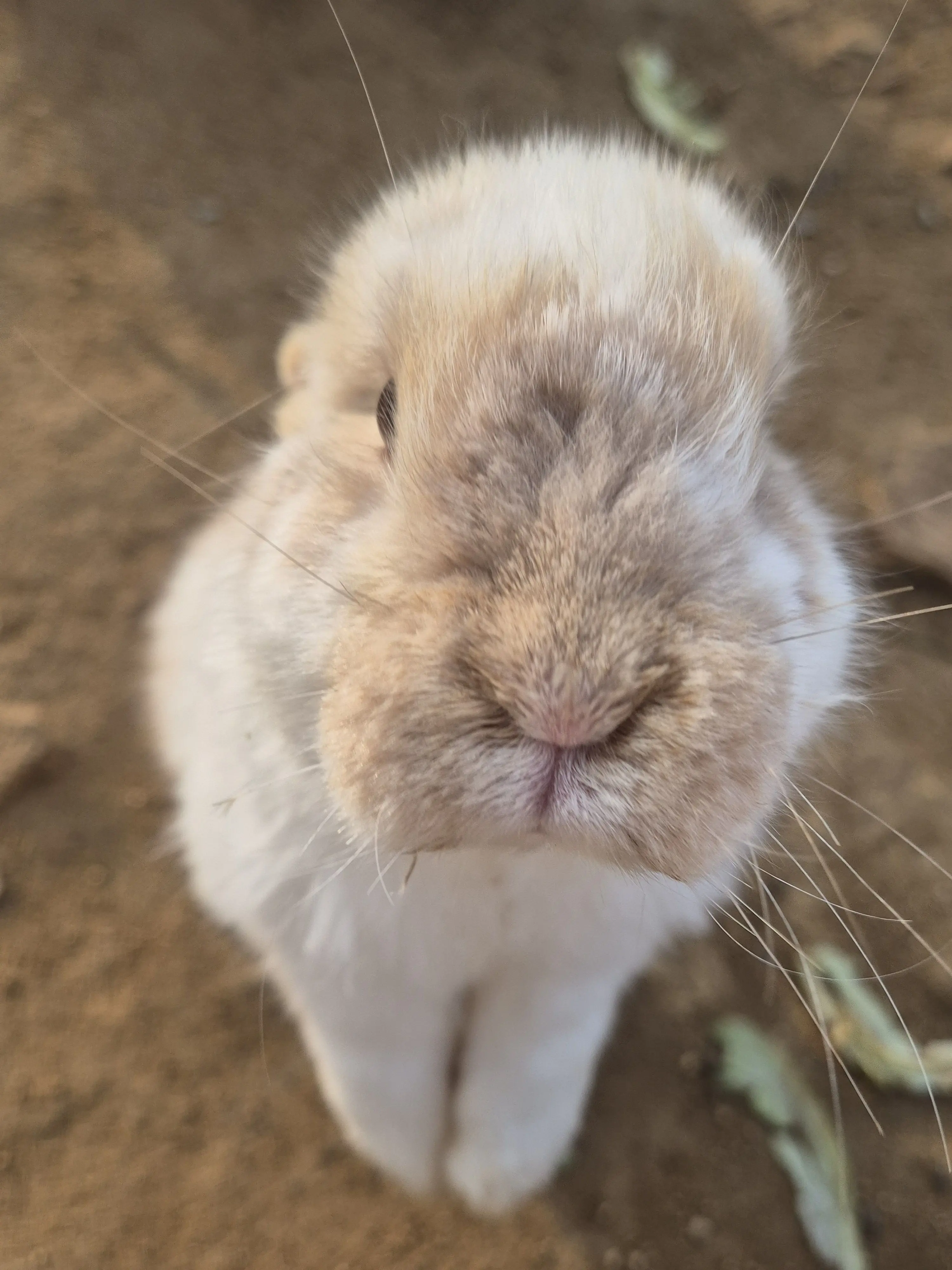 FishyLargo3335의 고고프렌즈 수학여행 (여우포함)