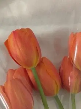 FlimsySitar5222의 박덕개