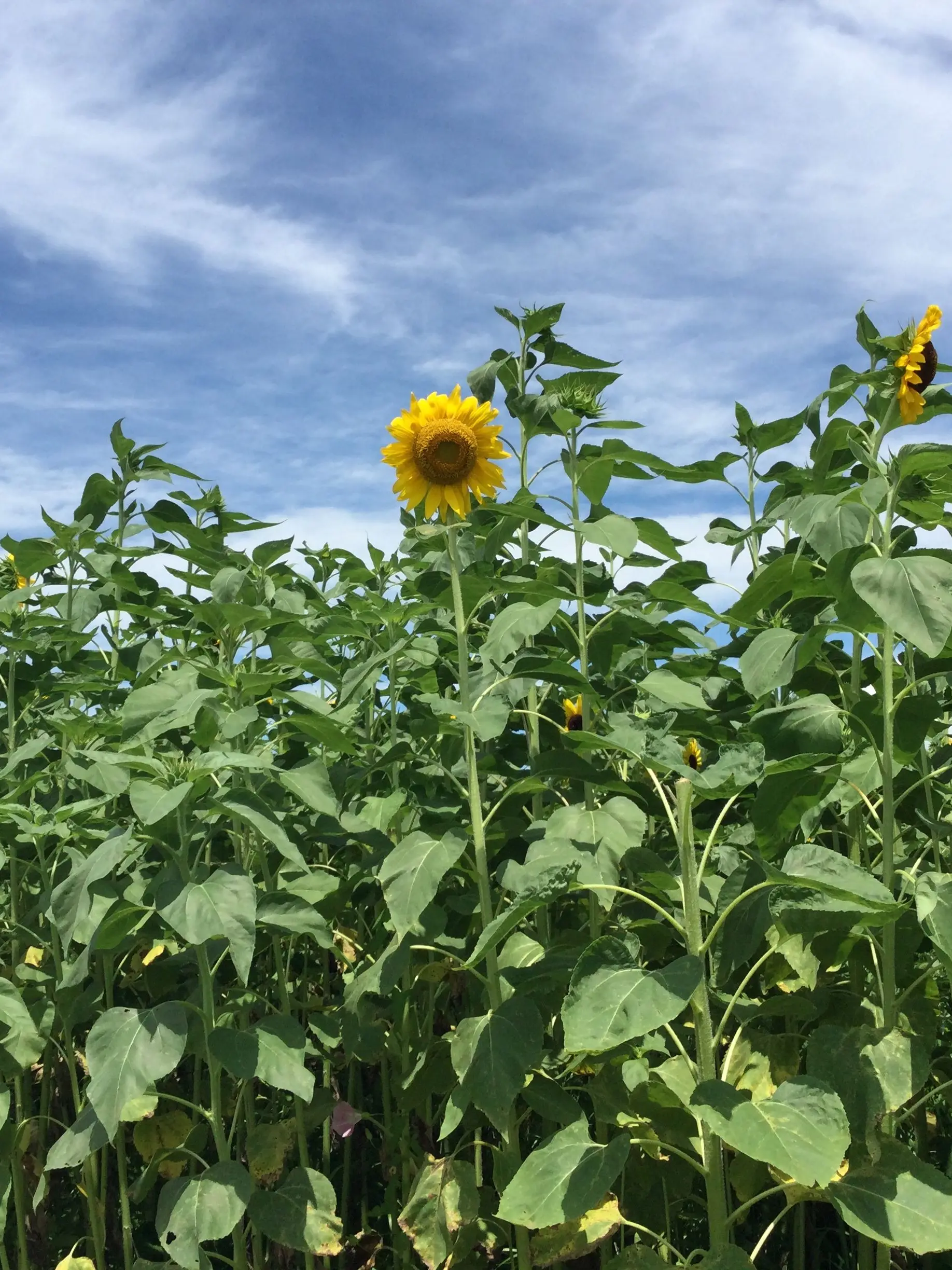 sakuya23455의 ぬっっっっしとお話ししよ？