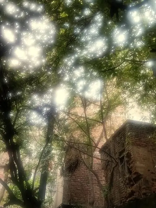 Shuyuawayfrommeeeeeee의 The Treehouse’s World