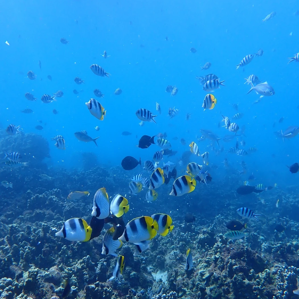 제 픽만 모아서 예능 만들었어요🤭