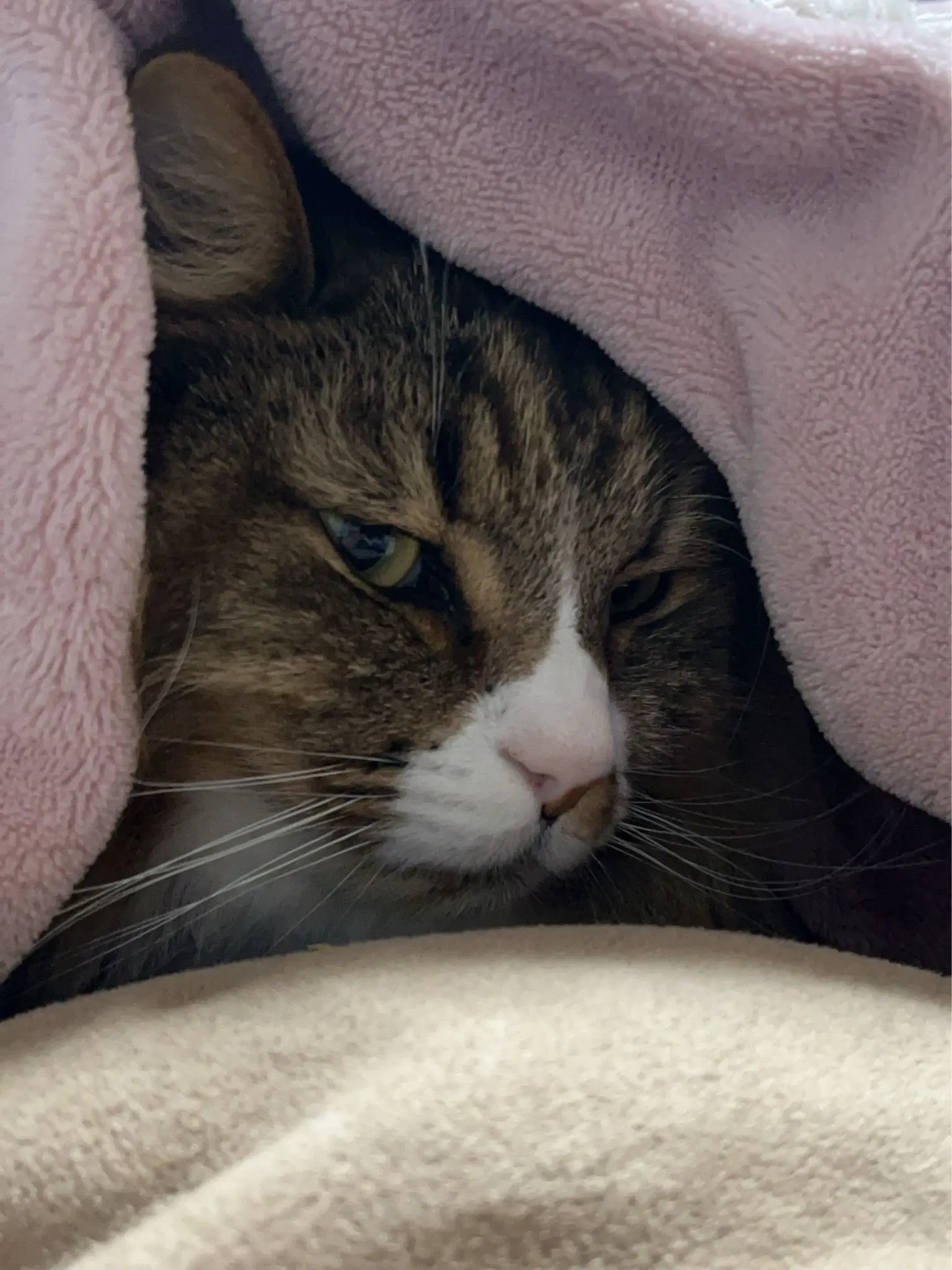 mesinimessi0621의 見つけたよ…♡僕のものだからね…♡