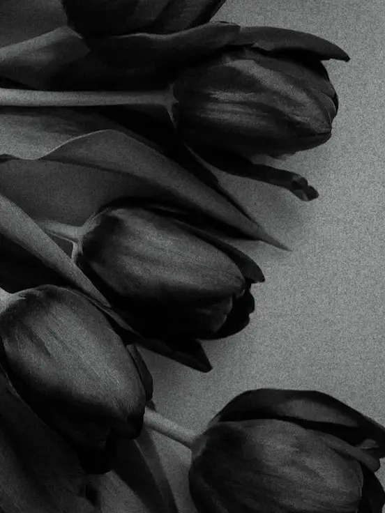 I_like_Kiriyo의 검은색 튤립