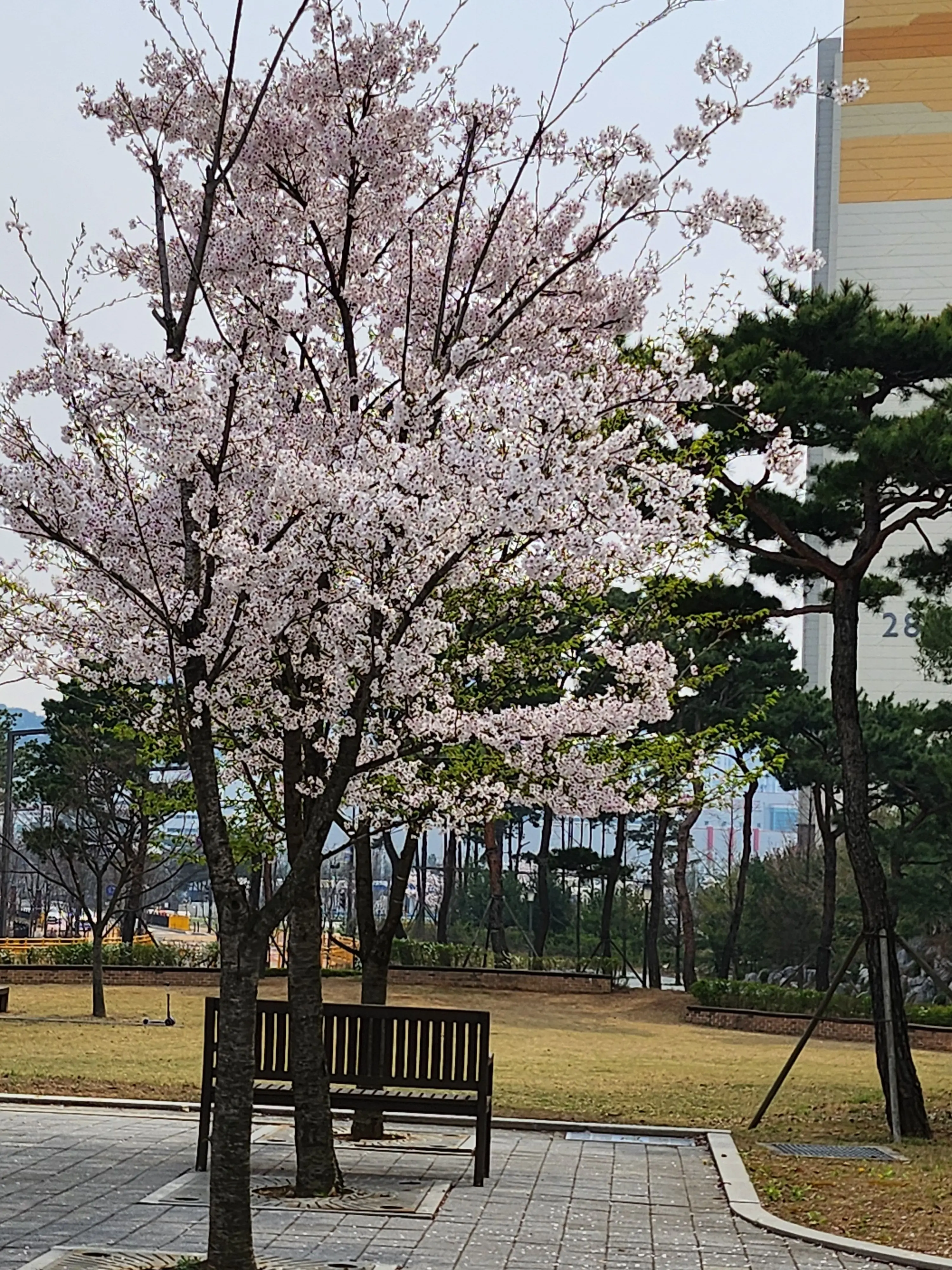 Syngonium의 무뚝뚝한 나의 남친 씨.