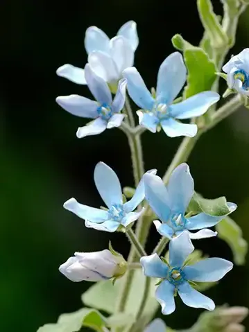 19920427의 蒼の花