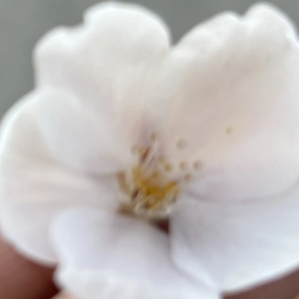 StumpyBid0800의 뭐..? 내가 고양이??