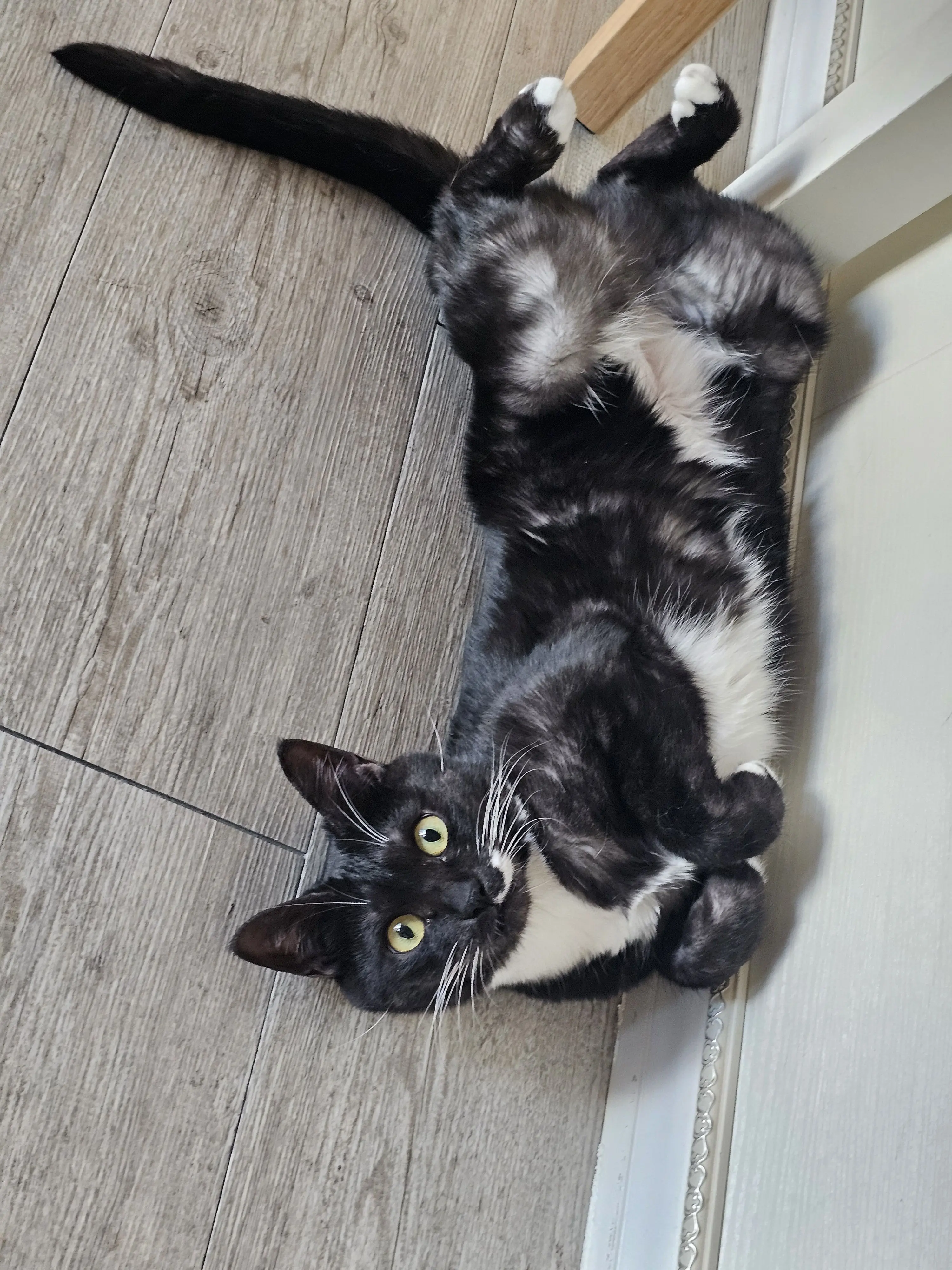 cherrytail의 리레 고양이