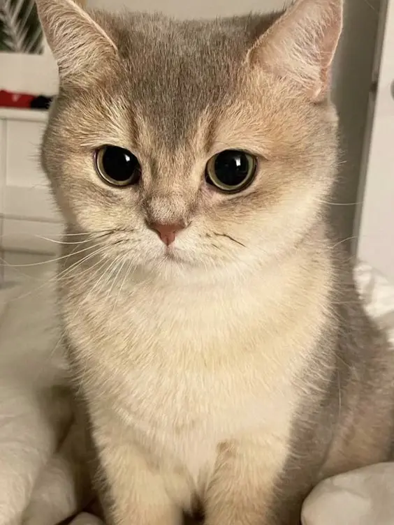 Goodmorning159의 だるいファミリー [猫拾い] + 狐女