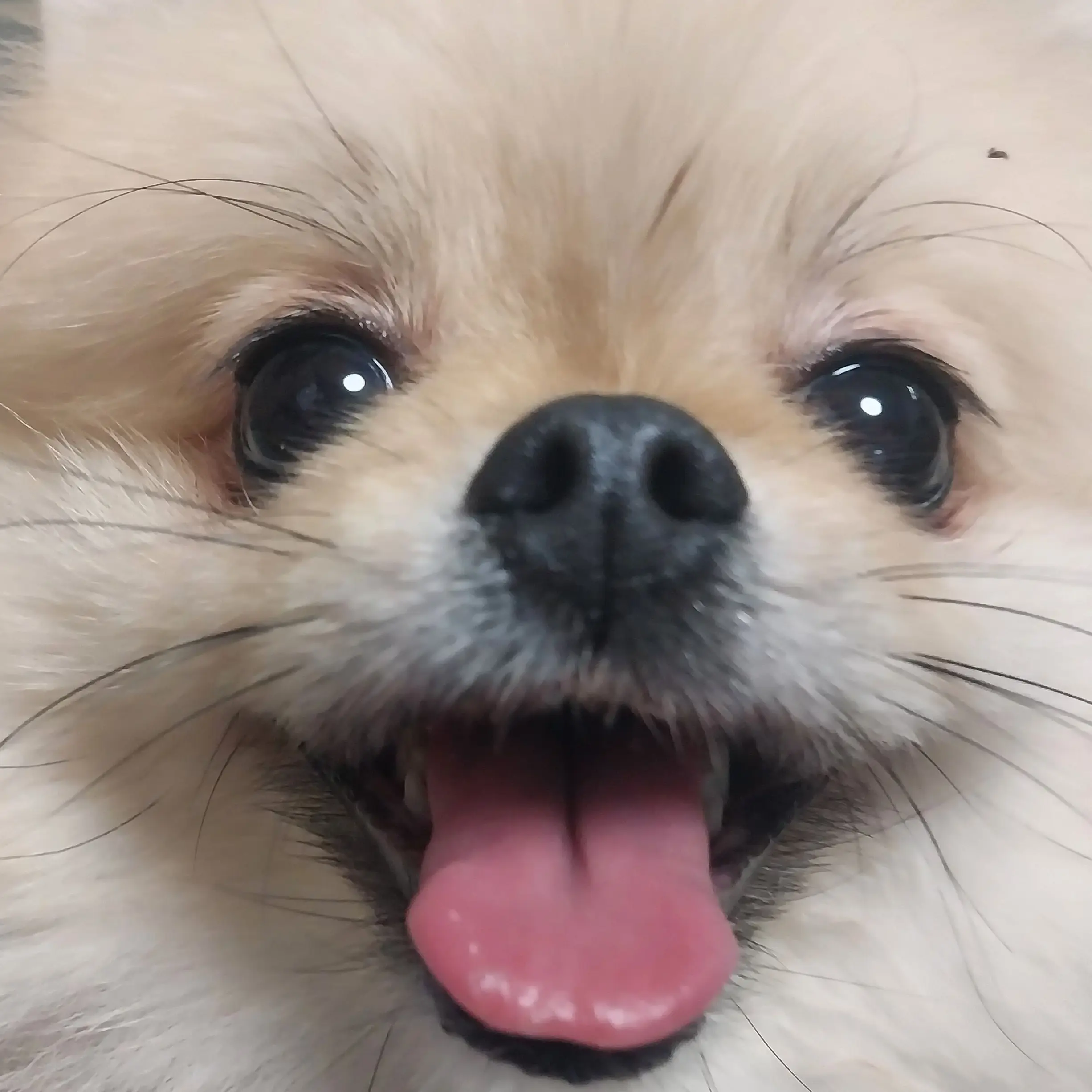 MuteCode6364의 돼지새끼