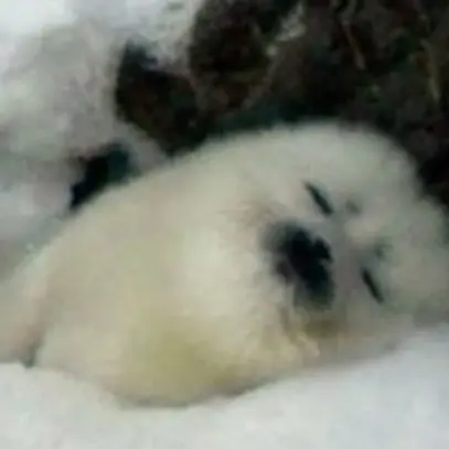 toggi11의 하프물범