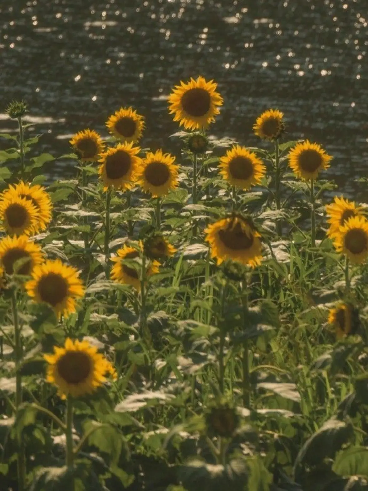 CARAT_NEW_WOOZI의 그거 알아? 해바라기는..