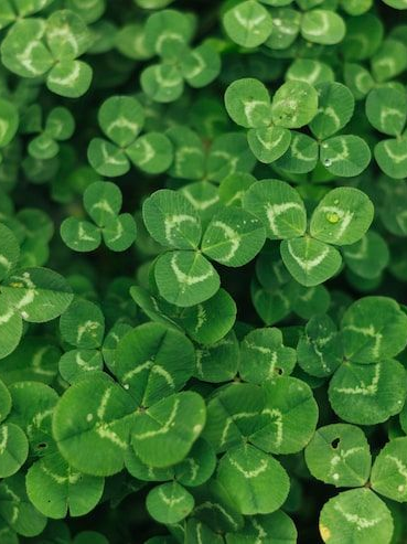 바니걸 TS 루치오 ☘️☘️[★★★] 대표 이미지