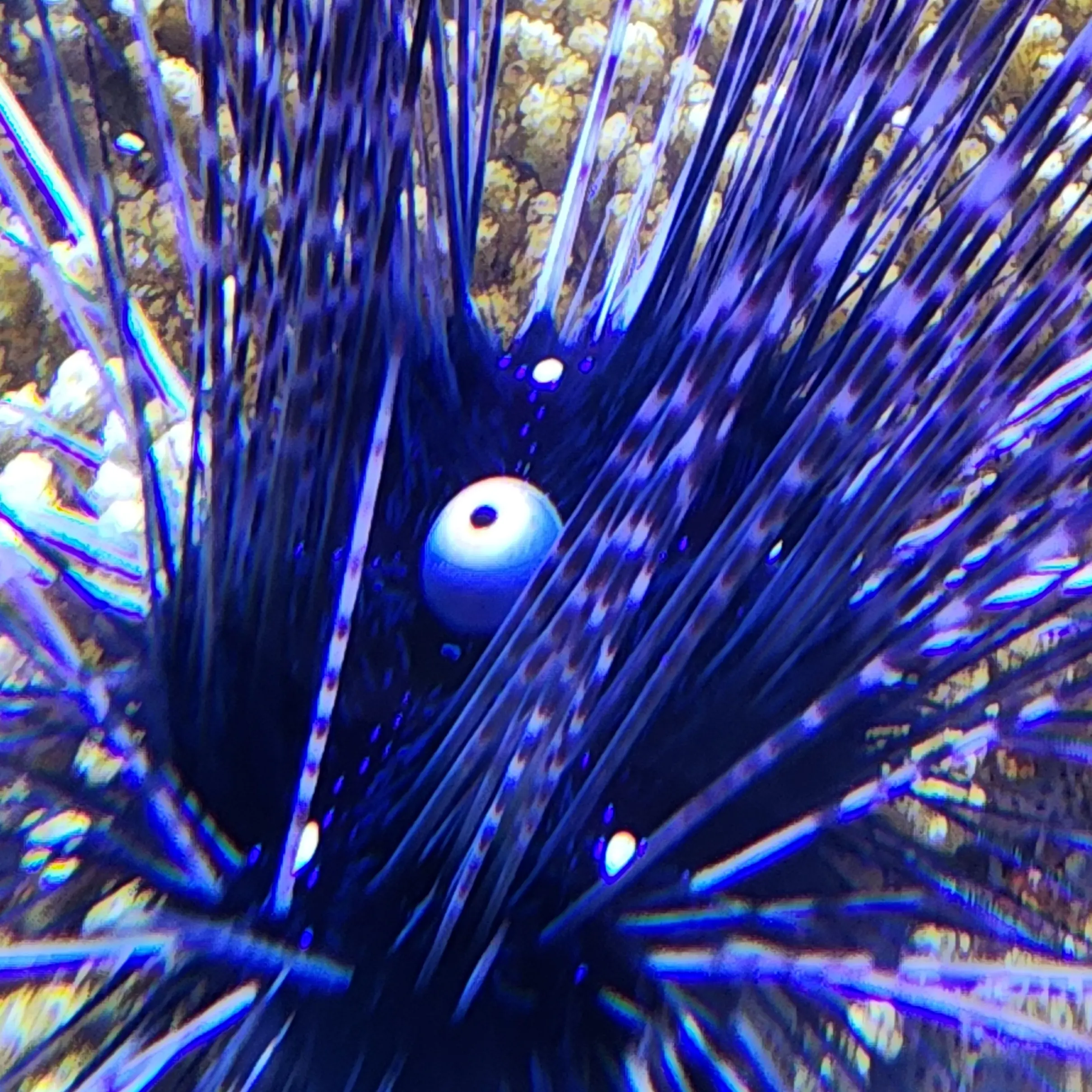 SkinnyWagon1995의 드림코어