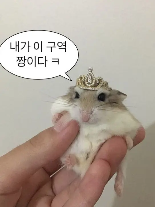 SnazzyFleet1868의 🤍블화즈🖤