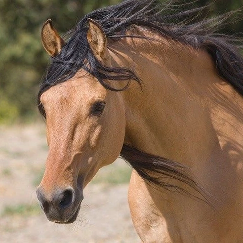 野生馬として生きる