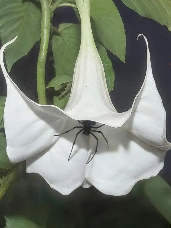 _Mhr의 독초에게 걸리면 생기는 일