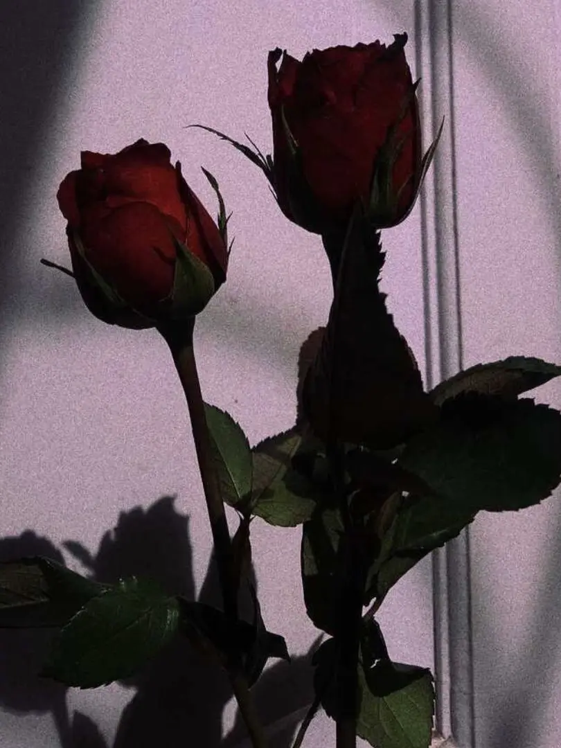 PurpleStove2585의 백재현