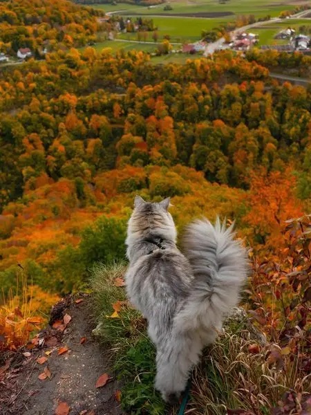 BadJazz5261의 °~{WarriorCat}~°