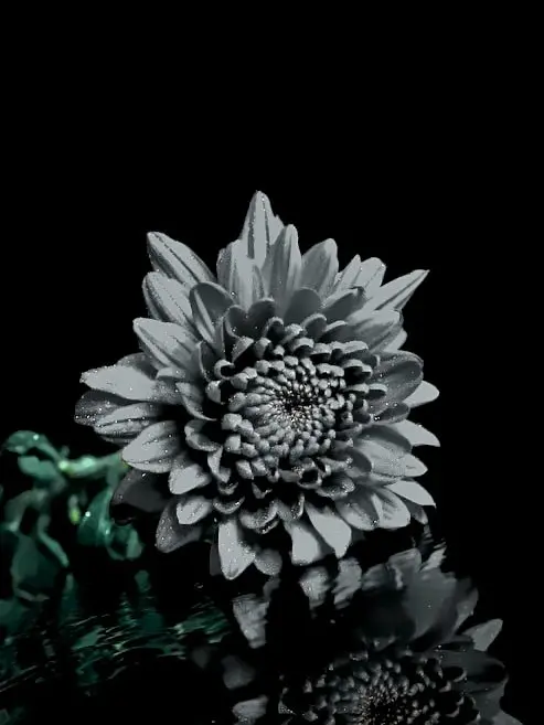 SolemnRaw9880의 ドライフラワー