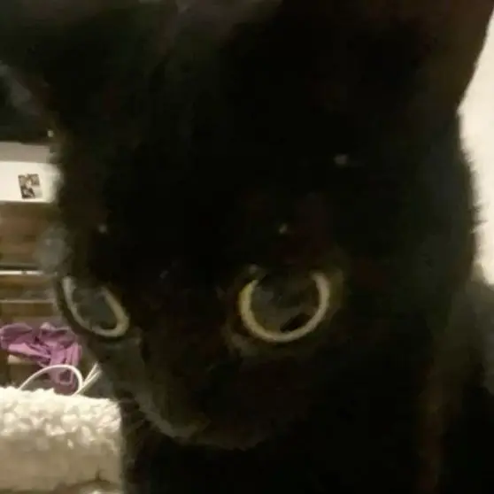 Shuka0901의 슈카 고앵이