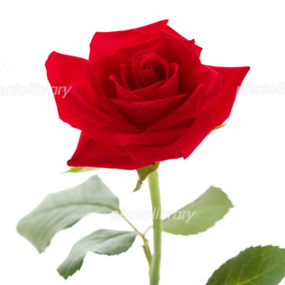 LoyalHand2332의 ハーツラビュル寮生の日常