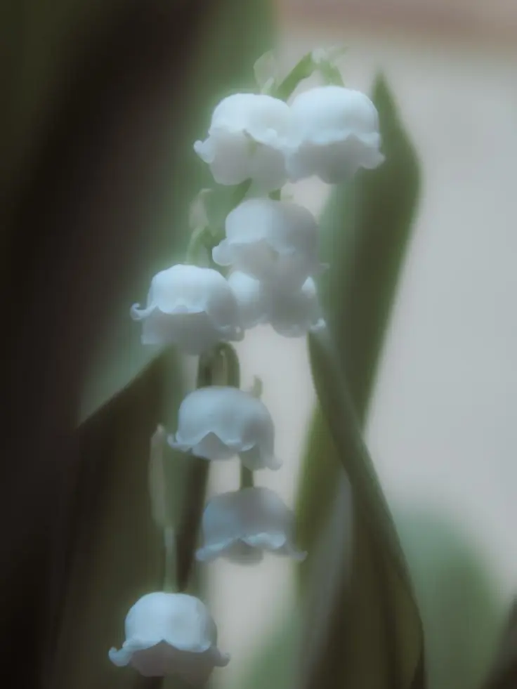 DaKaMi_O3O의 { 작은 생채기의 은방울 꽃 }
