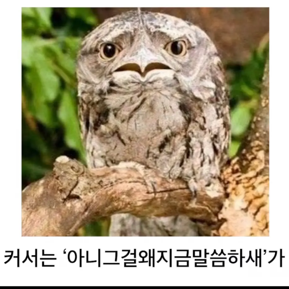 OralCrest4980의 다오데 킬러들이 당신을집착,스토킹함.