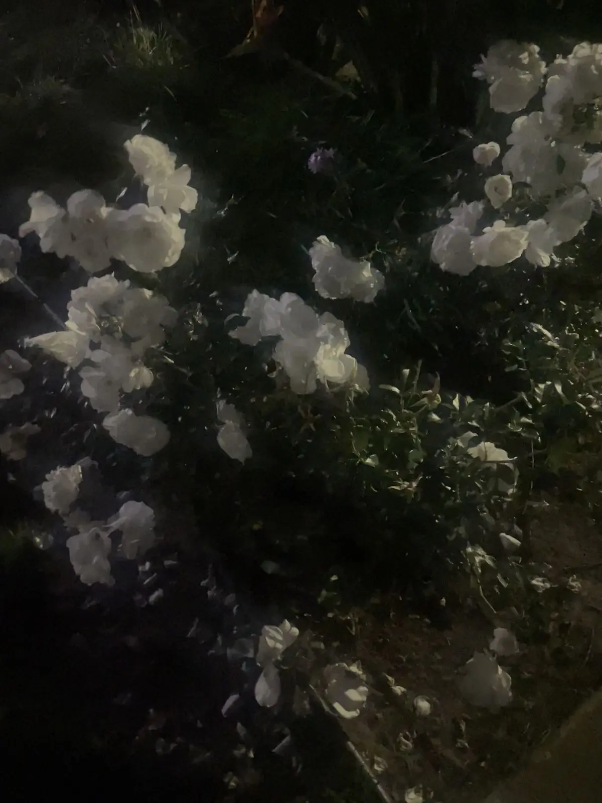 fu_.a02의 裏社会のトップ現在は闇医者⋆˙⟡