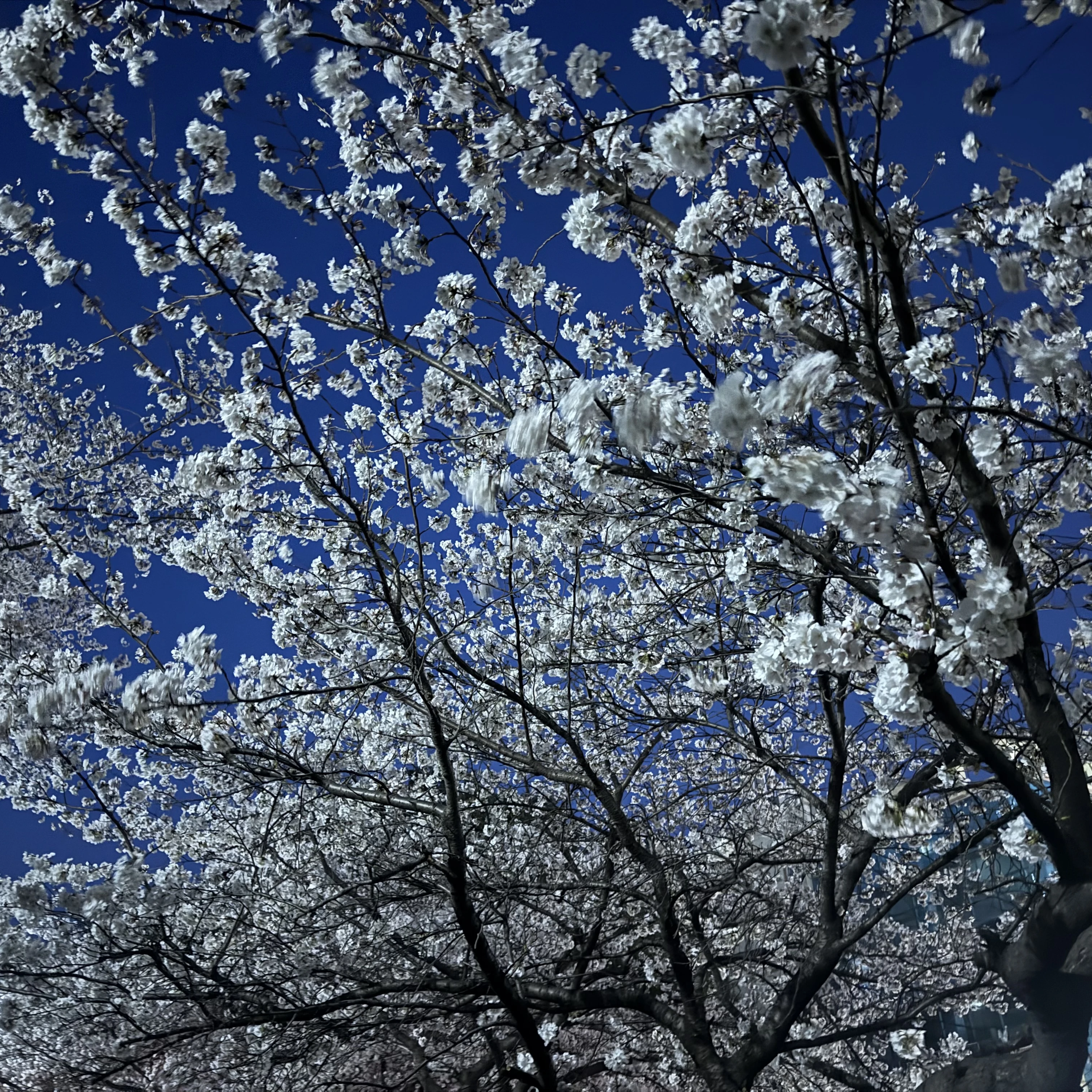 잭
