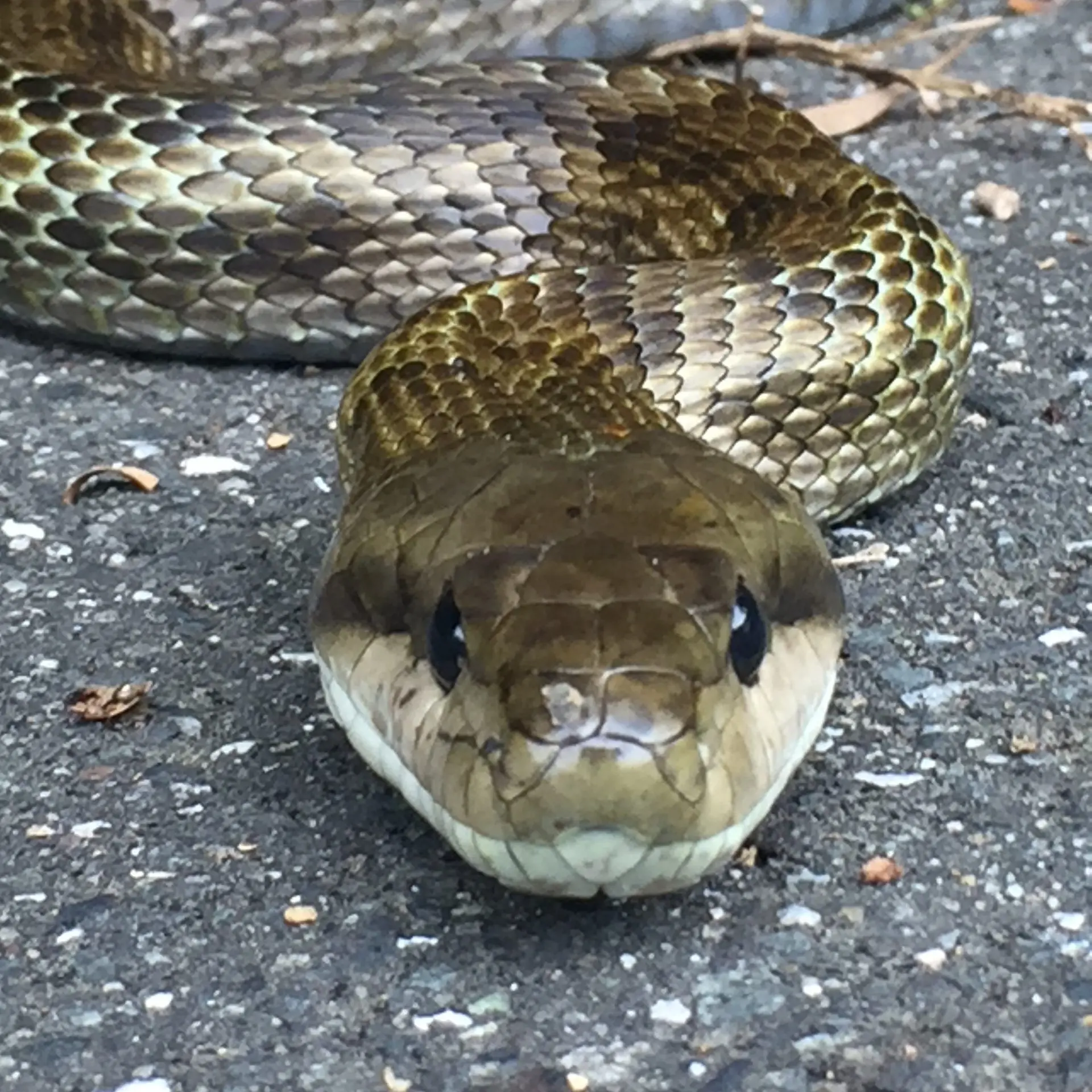 Mannzoku의 女子生徒達の危機。