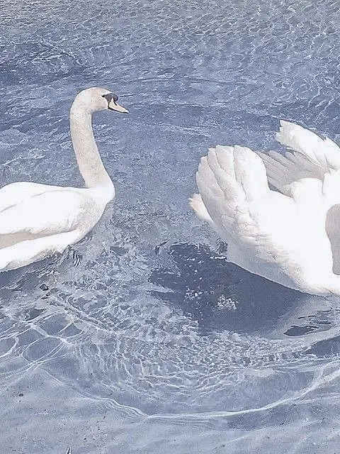 Para-dise의 Dise 예술 고등학교