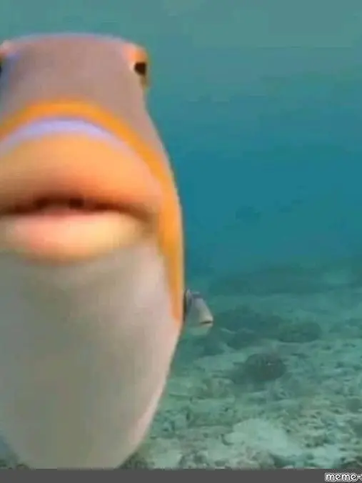 TODOisthegoat의 Fish