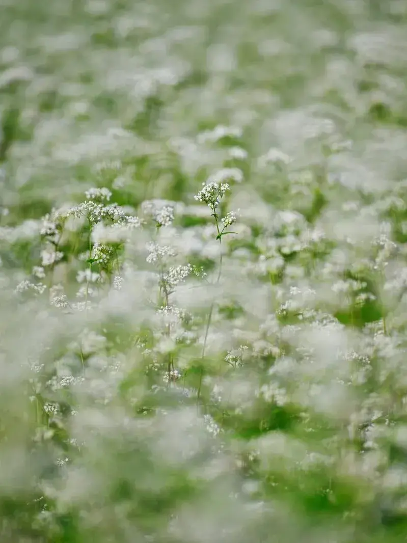 kuronekodaisuki의 Episode.0