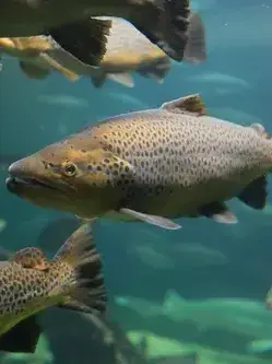 gogogogogoggggg의 연어랑 살아남기