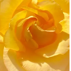 Da_muh_guh-의 [⚡️]