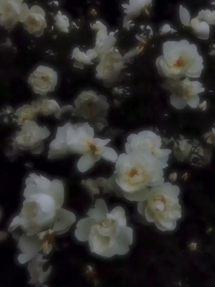 nonoa_156의 Today I Fell in Love