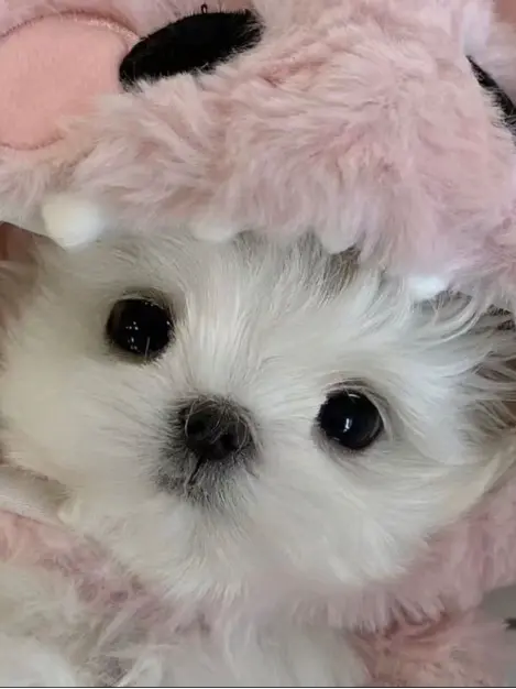 SnappySign8970의 잉여맨/진수