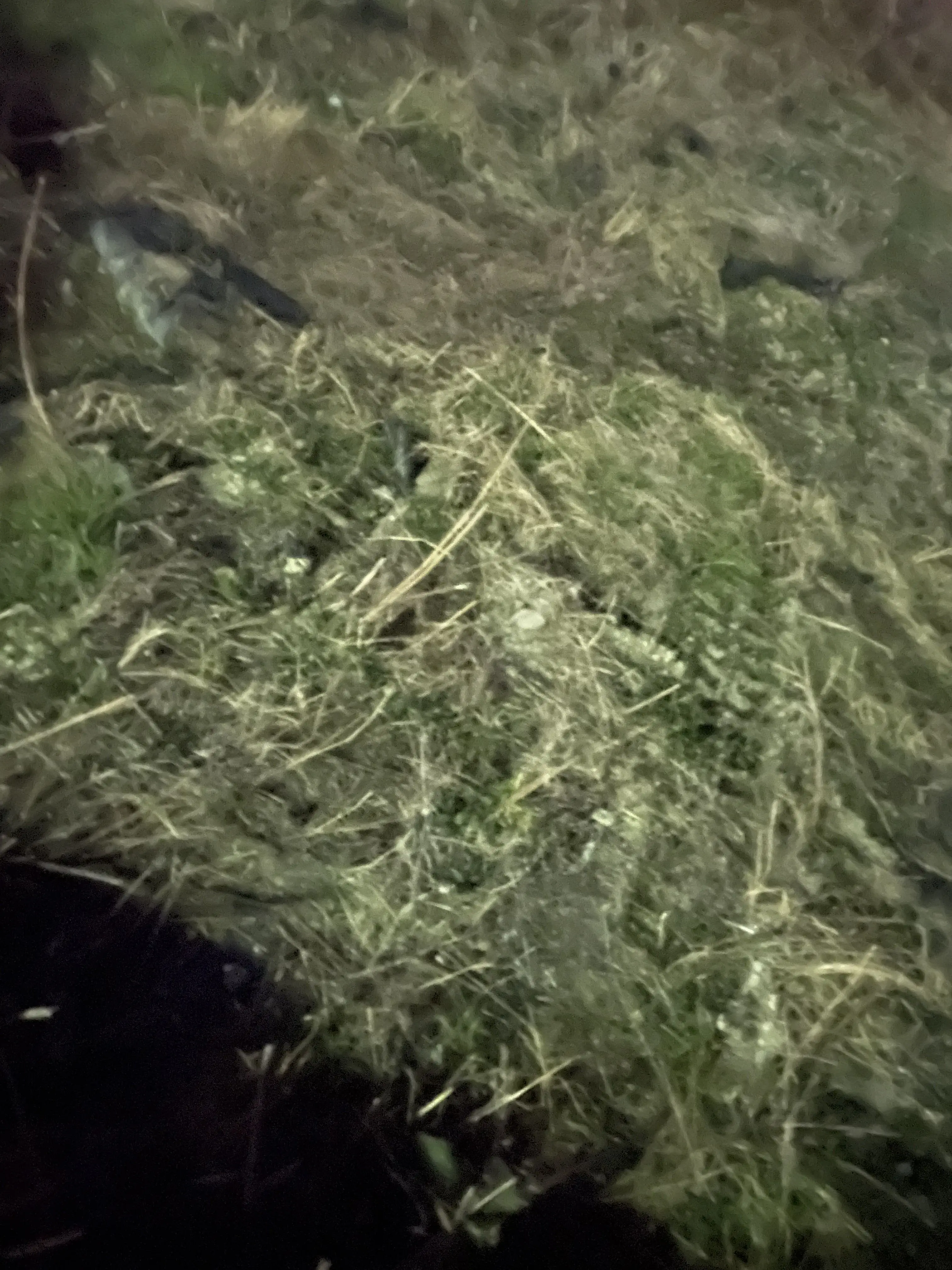 Gh0stX의 うっひっひっひっwwwwwww