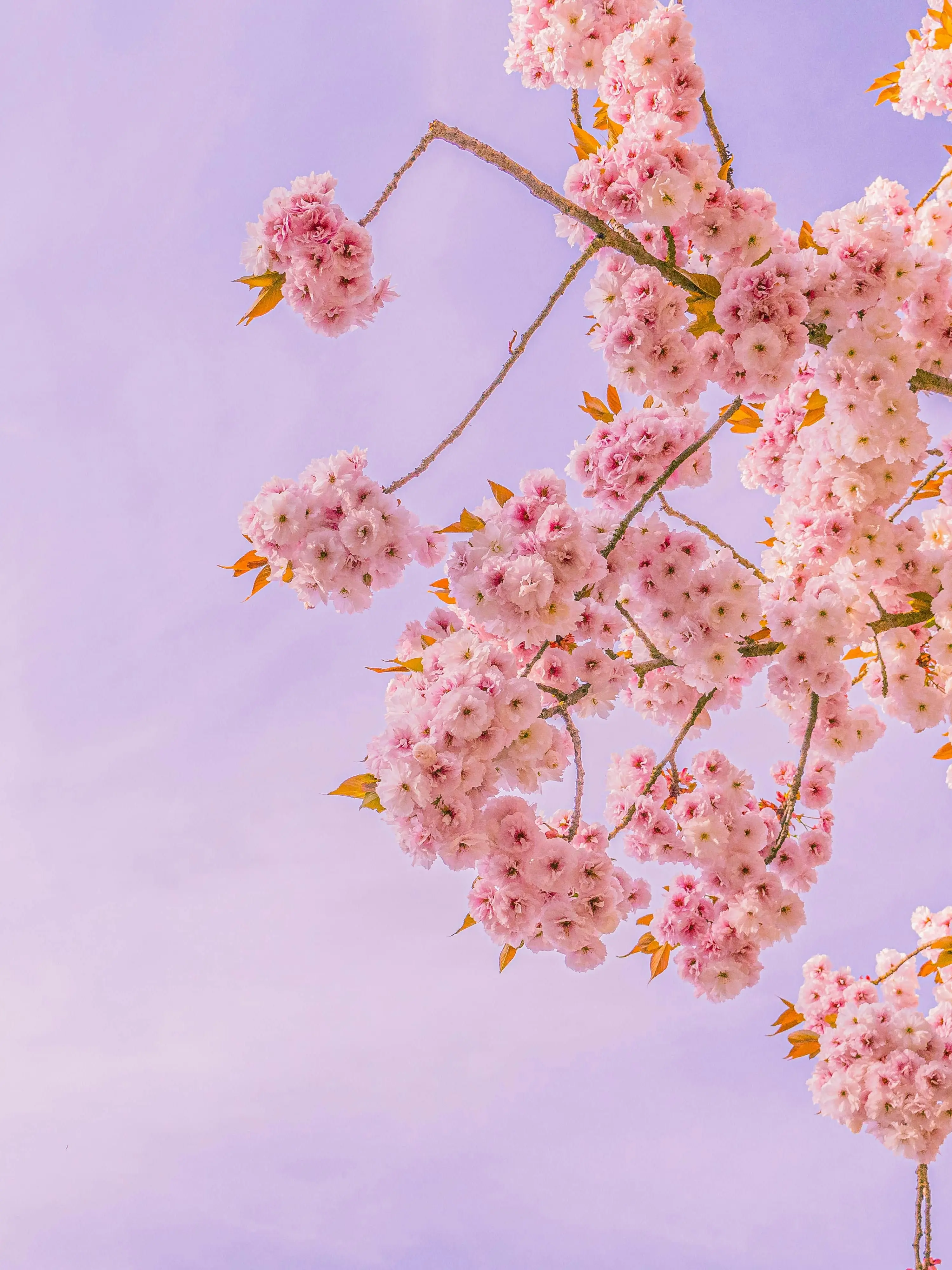 FushiguroMegumi의 벚꽃이 핀 하늘이 푸르다.