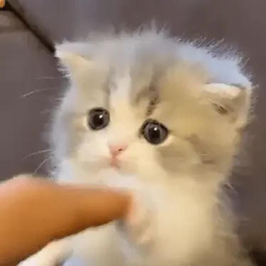 happycat1567의 고고프렌즈와 카페 약속(여우포함)