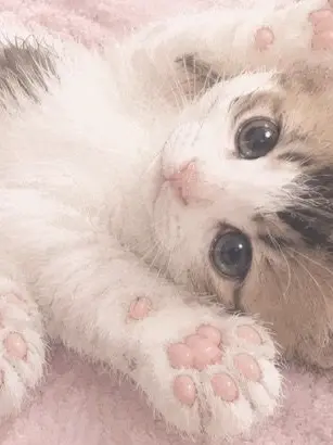 omaaaaaru의 甘えん坊猫ちゃん😸ᩚ