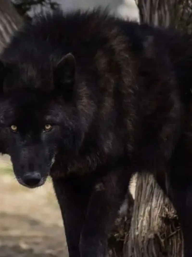 NarrowTax5928의 늑대 무리