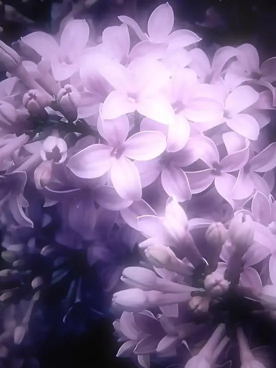Luz_0141의 恋人さーん 。