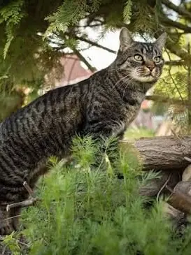 Dat1girl의 Warrior cats rp